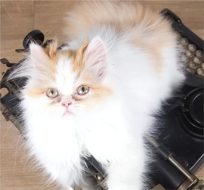 事实证明，消失已久的波斯猫，再也回不到过去了!