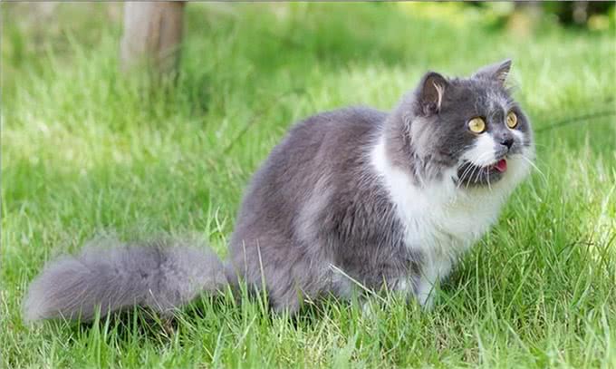 事实证明，消失已久的波斯猫，再也回不到过去了!