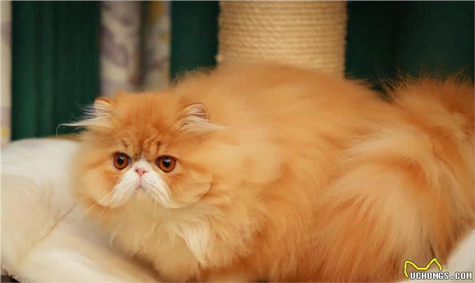 事实证明，消失已久的波斯猫，再也回不到过去了!