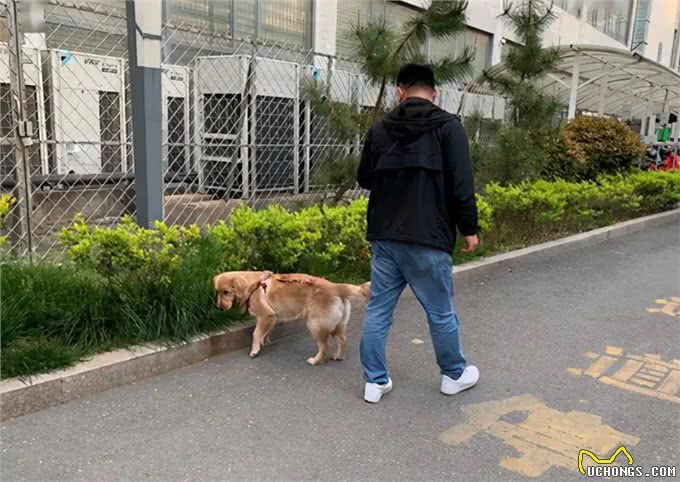 这些遛狗方式太伤狗，铲屎官们别再做了