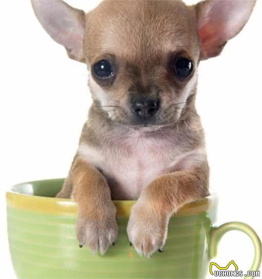 茶杯犬很可爱?茶杯犬是怎么来的?细数茶杯犬背后血泪史