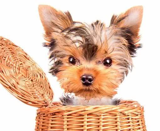 茶杯犬很可爱?茶杯犬是怎么来的?细数茶杯犬背后血泪史