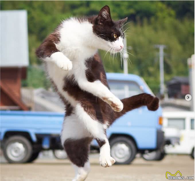 疗愈系猫咪!超可爱的忍者猫、短腿猫一次奉上