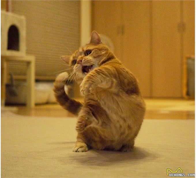 疗愈系猫咪!超可爱的忍者猫、短腿猫一次奉上