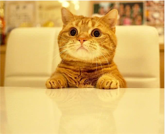 疗愈系猫咪!超可爱的忍者猫、短腿猫一次奉上