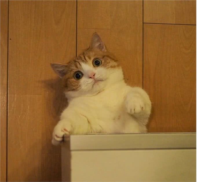 疗愈系猫咪!超可爱的忍者猫、短腿猫一次奉上
