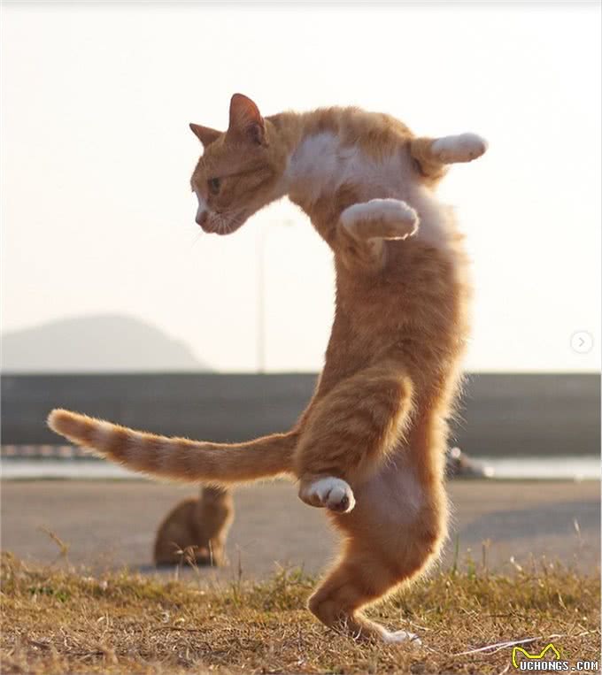 疗愈系猫咪!超可爱的忍者猫、短腿猫一次奉上