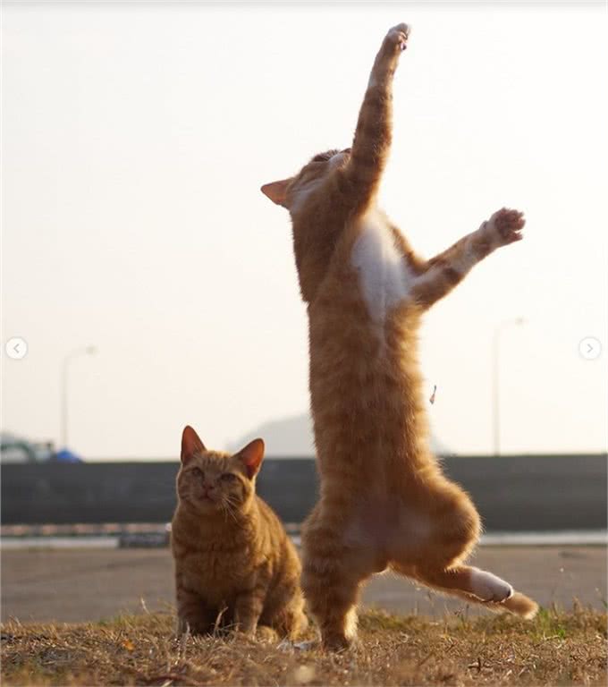 疗愈系猫咪!超可爱的忍者猫、短腿猫一次奉上