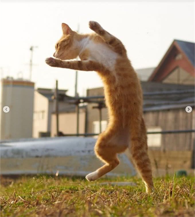 疗愈系猫咪!超可爱的忍者猫、短腿猫一次奉上