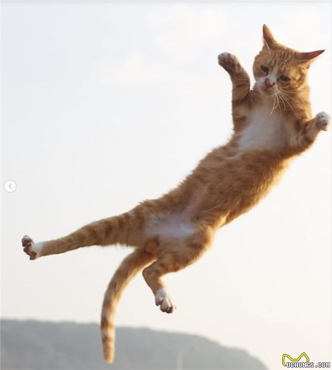 疗愈系猫咪!超可爱的忍者猫、短腿猫一次奉上