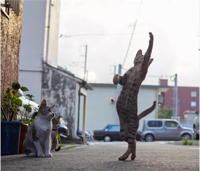 疗愈系猫咪!超可爱的忍者猫、短腿猫一次奉上