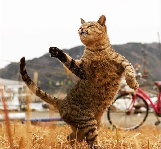 疗愈系猫咪!超可爱的忍者猫、短腿猫一次奉上