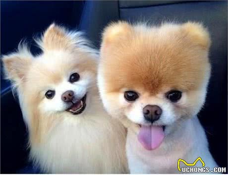 狗狗常见疾病和简单的用药