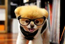 狗狗常见疾病和简单的用药