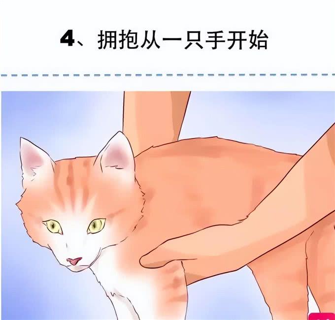 抱猫有技巧，手残党也能学会的正确抱猫姿势