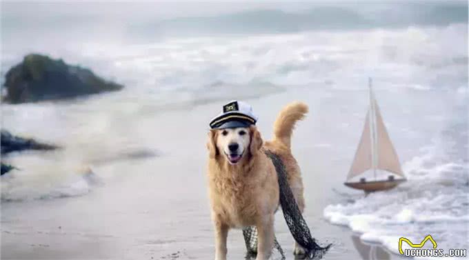 防晕车，不拉稀：兽医驴友教你正确带狗出游