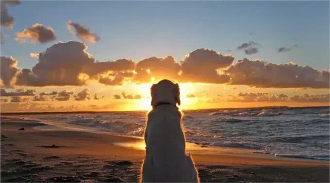 防晕车，不拉稀：兽医驴友教你正确带狗出游