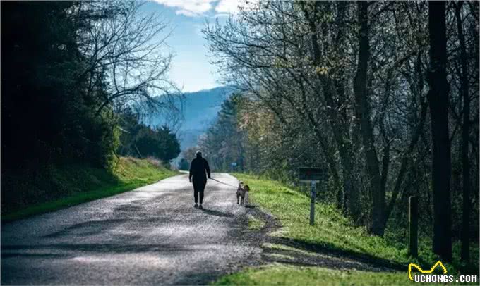 防晕车，不拉稀：兽医驴友教你正确带狗出游