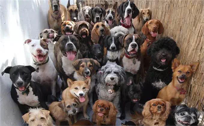 防晕车，不拉稀：兽医驴友教你正确带狗出游