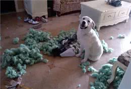 防晕车，不拉稀：兽医驴友教你正确带狗出游