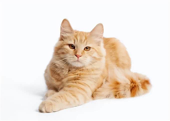 这些和狗能和谐共处的猫咪品种，你知道几个?
