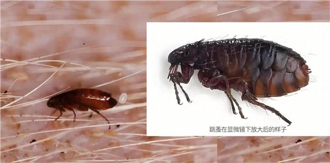 狗身上寄生虫太可怕了，尤其是这5种，头皮发麻，一定要及时防治
