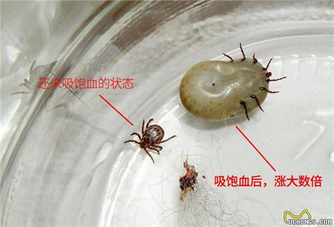 狗身上寄生虫太可怕了，尤其是这5种，头皮发麻，一定要及时防治