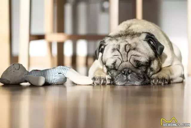 狗狗打喷嚏了，是感冒吗?