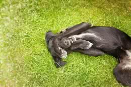 狗狗打喷嚏了，是感冒吗?