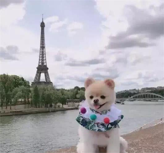 狗狗究竟需要多少运动量?