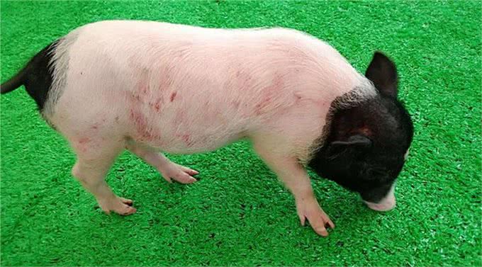 亚宠展，真的专业吗?宠物并不只有犬猫，也请关注其他小动物