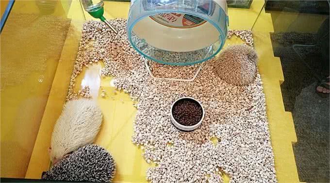 亚宠展，真的专业吗?宠物并不只有犬猫，也请关注其他小动物