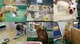 亚宠展，真的专业吗?宠物并不只有犬猫，也请关注其他小动物