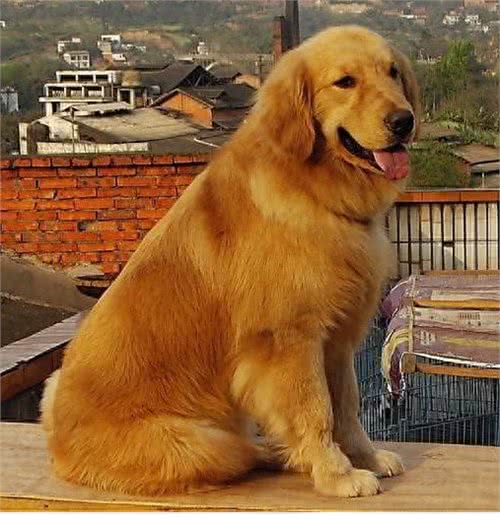 十种世界上最聪明的狗—NO.4金毛猎犬
