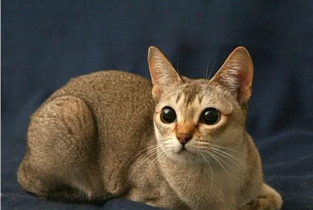 新加坡猫与peppos猫砂盆更搭