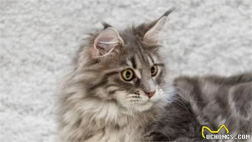 猫咪天堂:探秘全球最萌猫种!