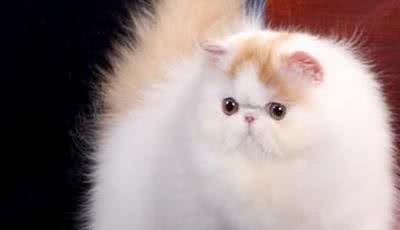 猫咪天堂:探秘全球最萌猫种!