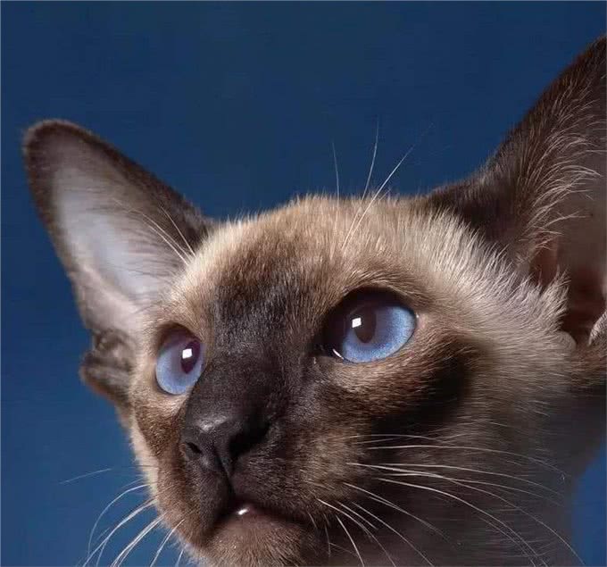 猫咪天堂:探秘全球最萌猫种!