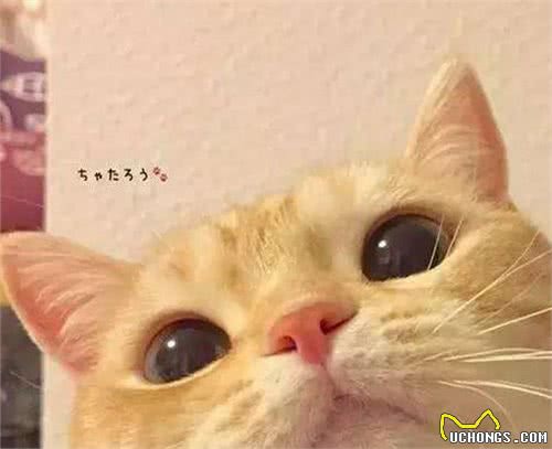 猫咪天堂:探秘全球最萌猫种!