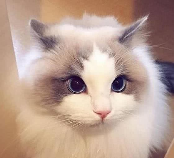 猫咪天堂:探秘全球最萌猫种!