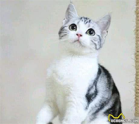 猫咪天堂:探秘全球最萌猫种!