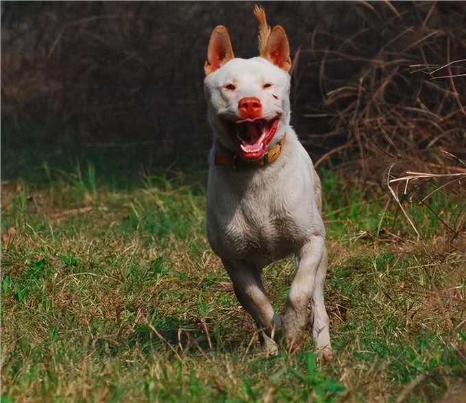 养狗，就养下司犬，养了才知道有多香!
