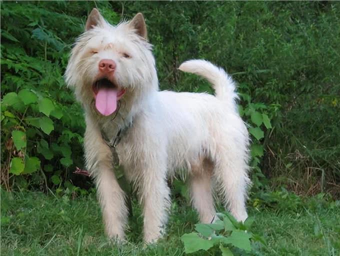 养狗，就养下司犬，养了才知道有多香!