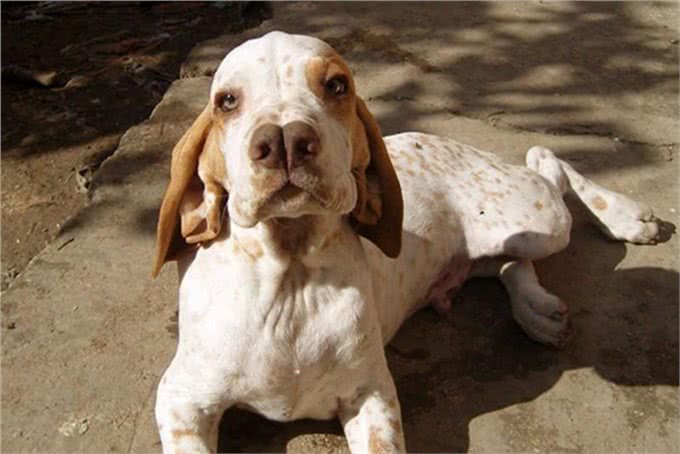 狗界的成龙大哥?这大鼻子绝对是第一名!