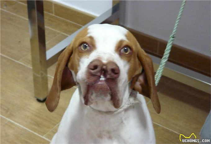 狗界的成龙大哥?这大鼻子绝对是第一名!