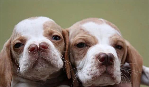 狗界的成龙大哥?这大鼻子绝对是第一名!