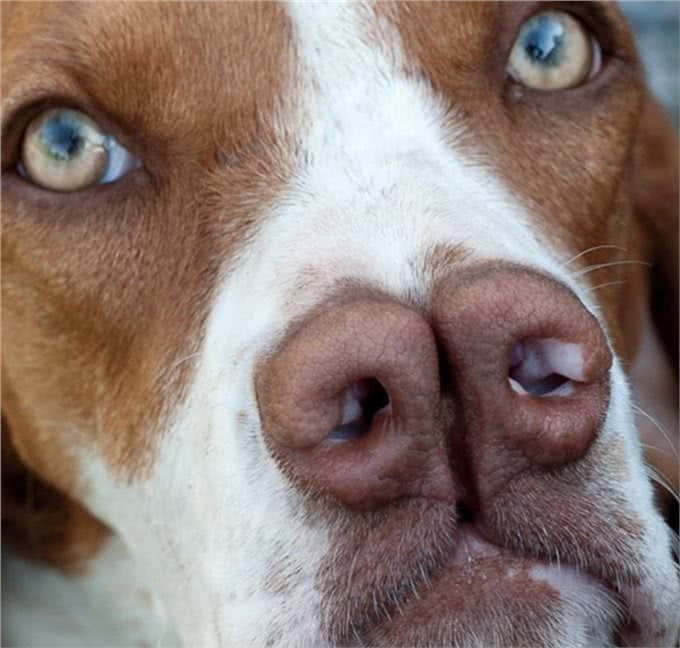 狗界的成龙大哥?这大鼻子绝对是第一名!