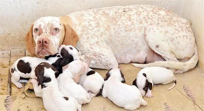 狗界的成龙大哥?这大鼻子绝对是第一名!