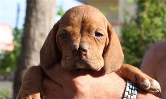 狗界的成龙大哥?这大鼻子绝对是第一名!