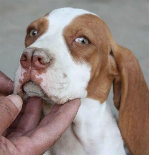 狗界的成龙大哥?这大鼻子绝对是第一名!